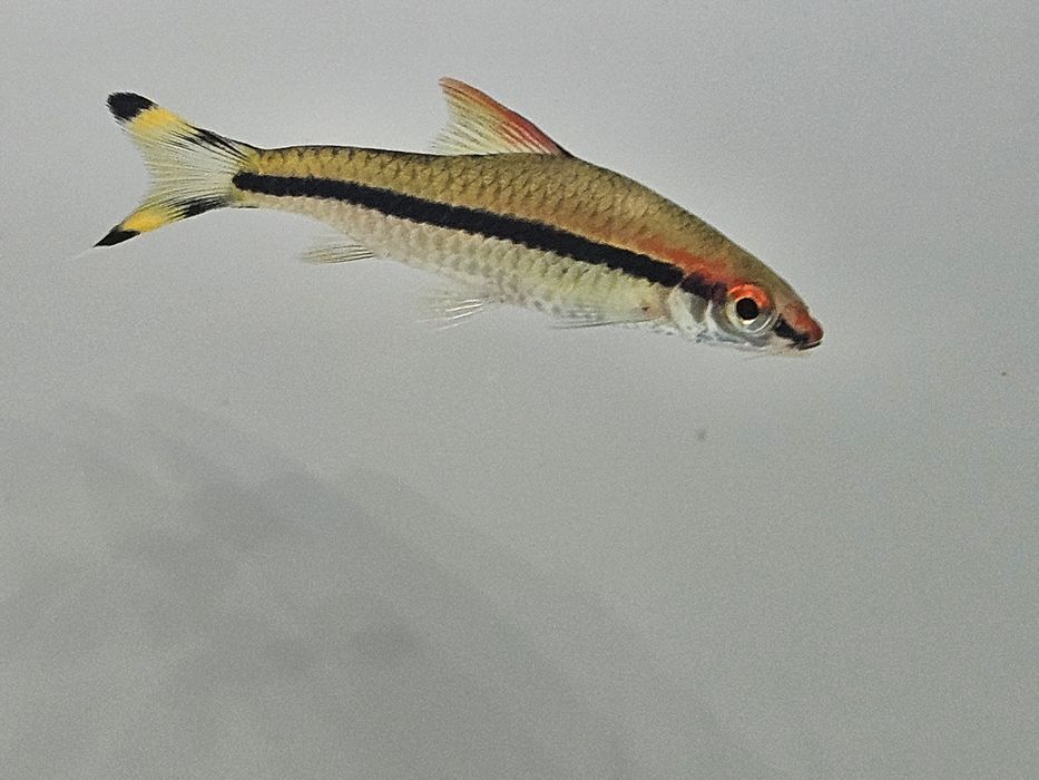 Brzanka denisona