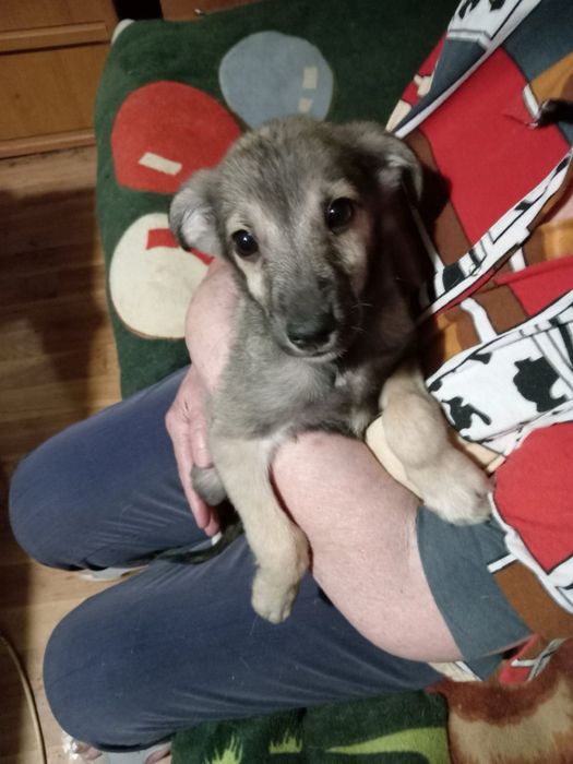 Віддам цуценя у добрі руки