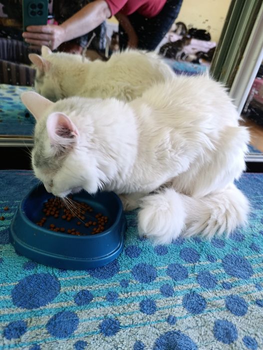 Кіт. Кошеня. Киця