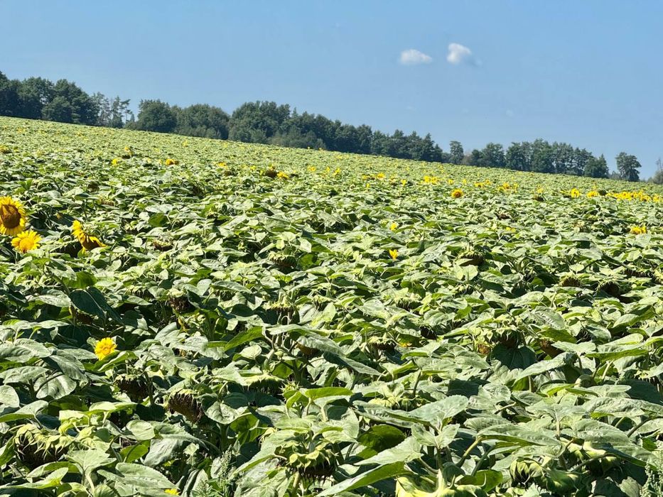 Земельна ділянка 107 га в Бучанському районі