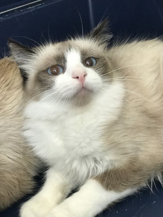 Молодая породистая кошечка