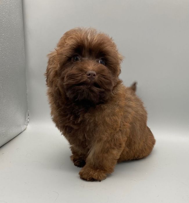 Супер- няшка дівчинка- цуценя Мальтипу шоколад колор-пойнт