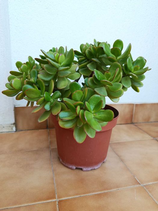 Planta Jade em vaso