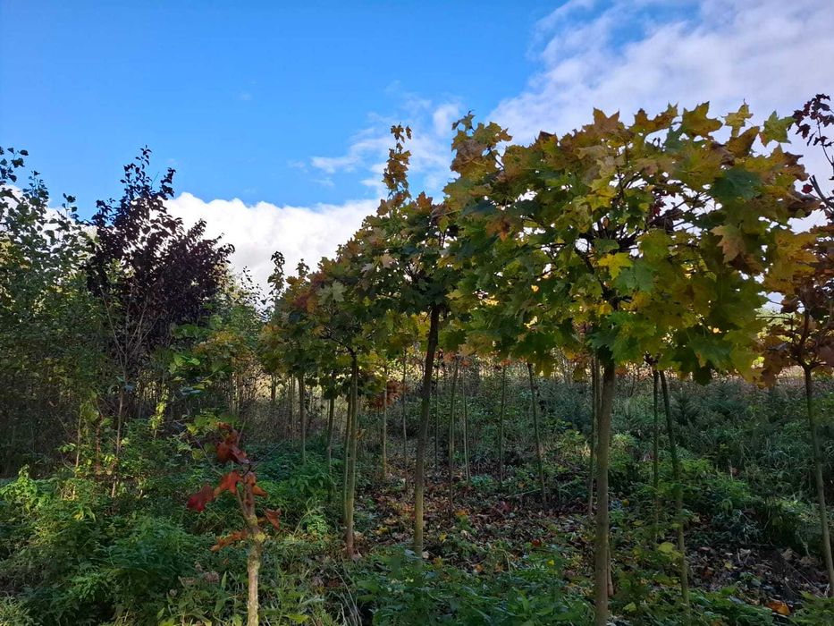 Klon kulisty czerwony i zielony