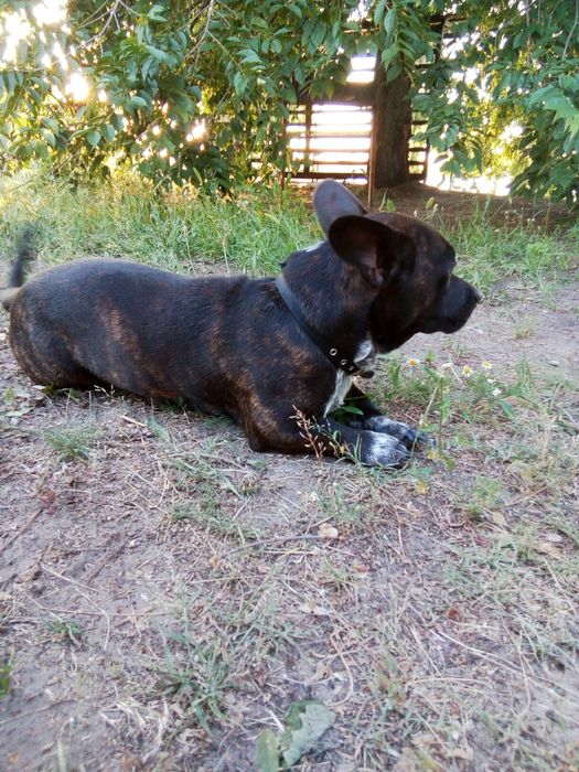 Вязка (мальчик) на щенков не претиндуем.