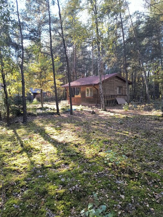 Działka leśna 1164 m² w Komornicy – możliwość zabudowy całorocznej - Widok 4