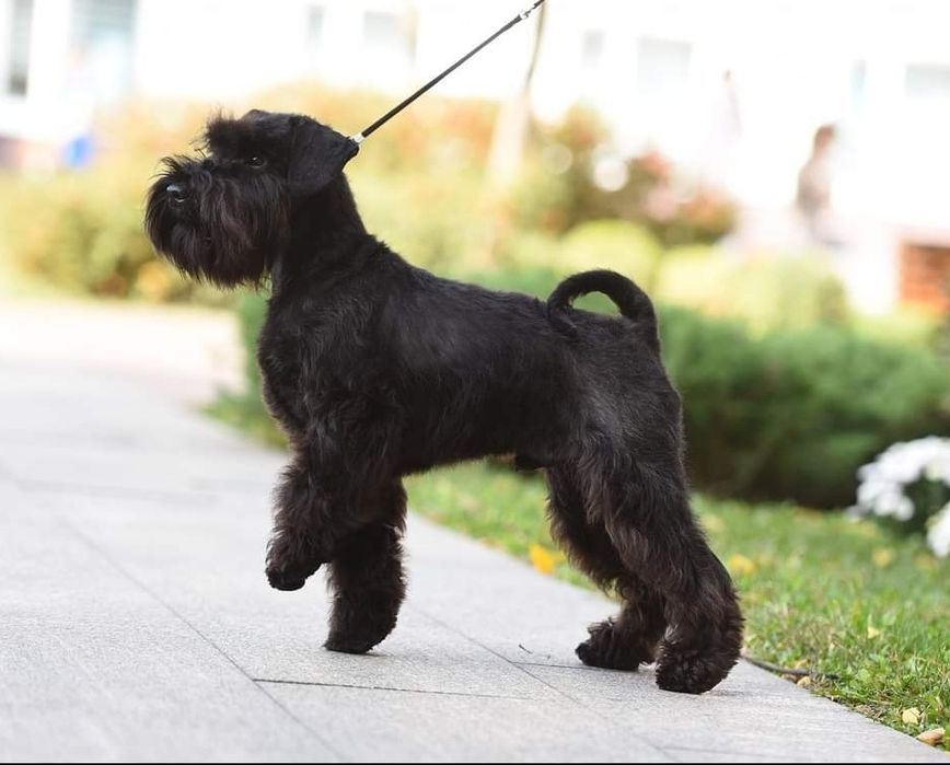 Цвергшнауцер для вязки