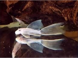 Анциструс l144 snow white longfin (вуалева сніжинка), номерні соми