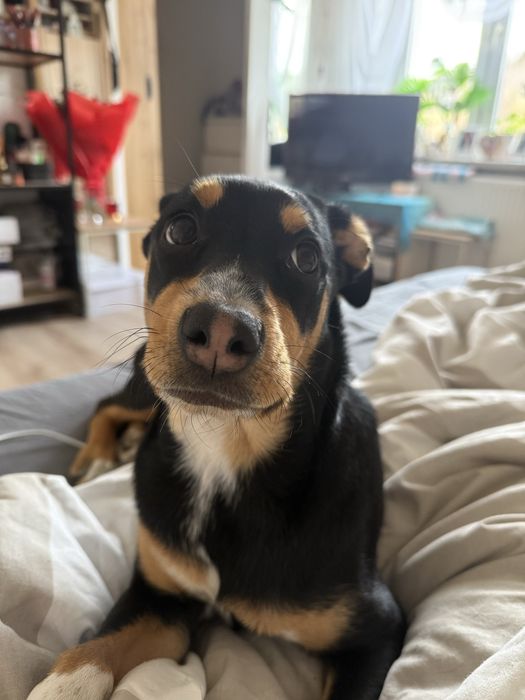 suczka do adopcji