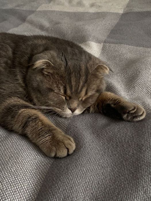 перетримка котів