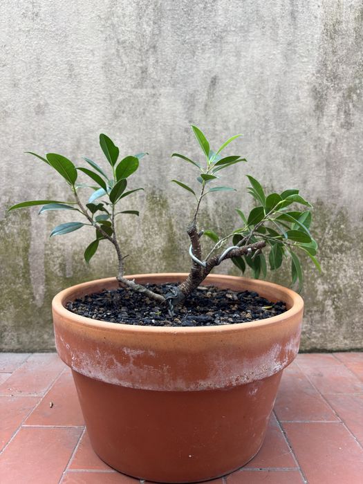 Pré-Bonsai de Ficus Microcarpa