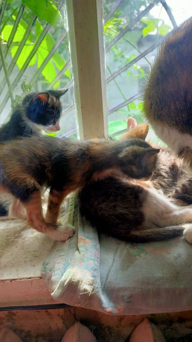 Котята в добрые руки