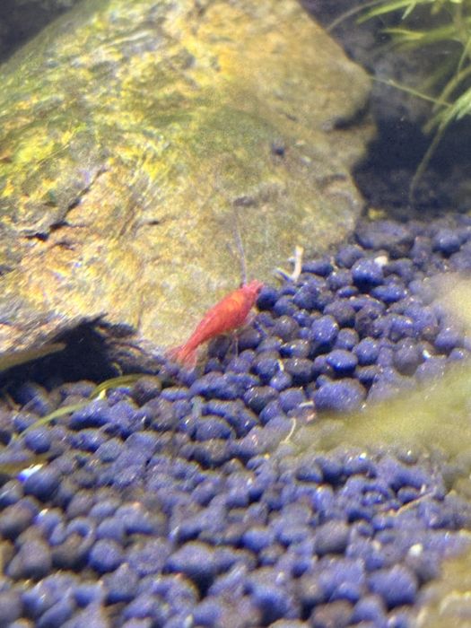 Camarões Neocaridina (Red Cherry)