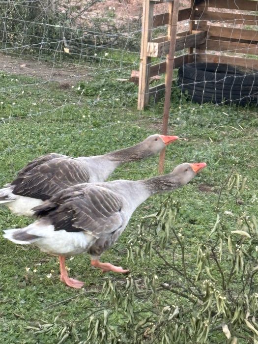 Pato gansos de toulouse