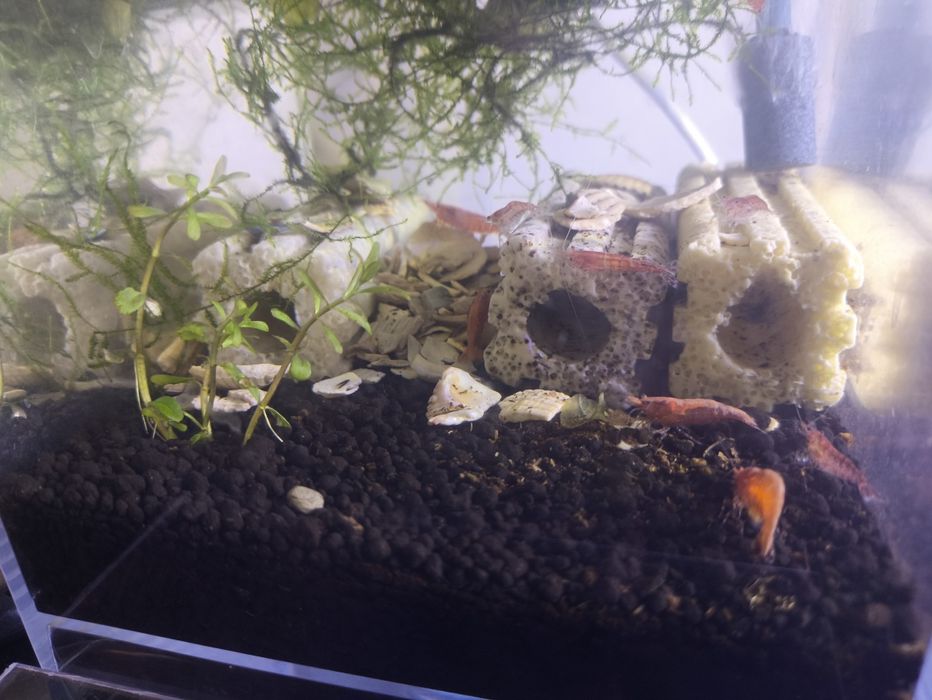 Neocaridina várias cores