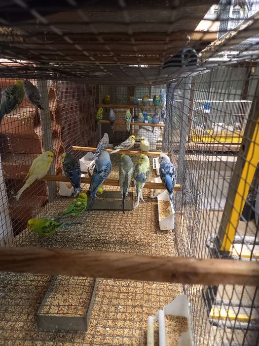 Piriquitos australianos e ingleses