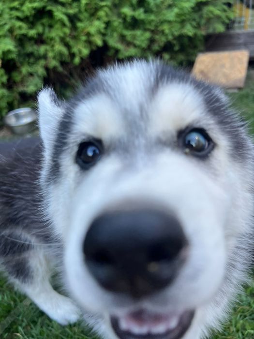 Siberian Husky - szczeniaki