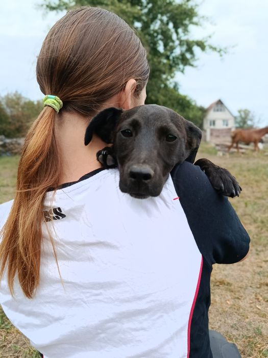Цуценя хлопчик 10 місяців