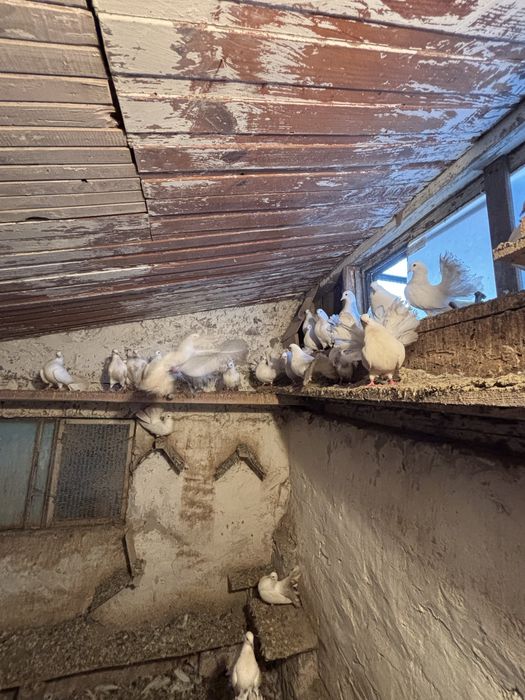 Sprzedam gołębie pawiki