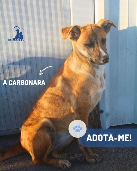 Carbonara cadela jovem porte medio para adocao