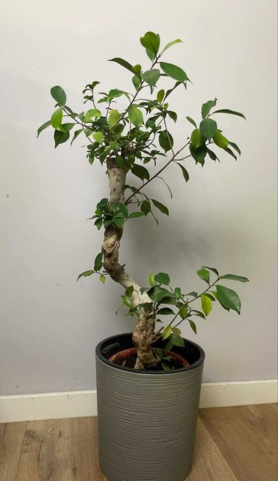 Ficus bonsai 100 cm
