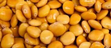 Tremoços biológicos