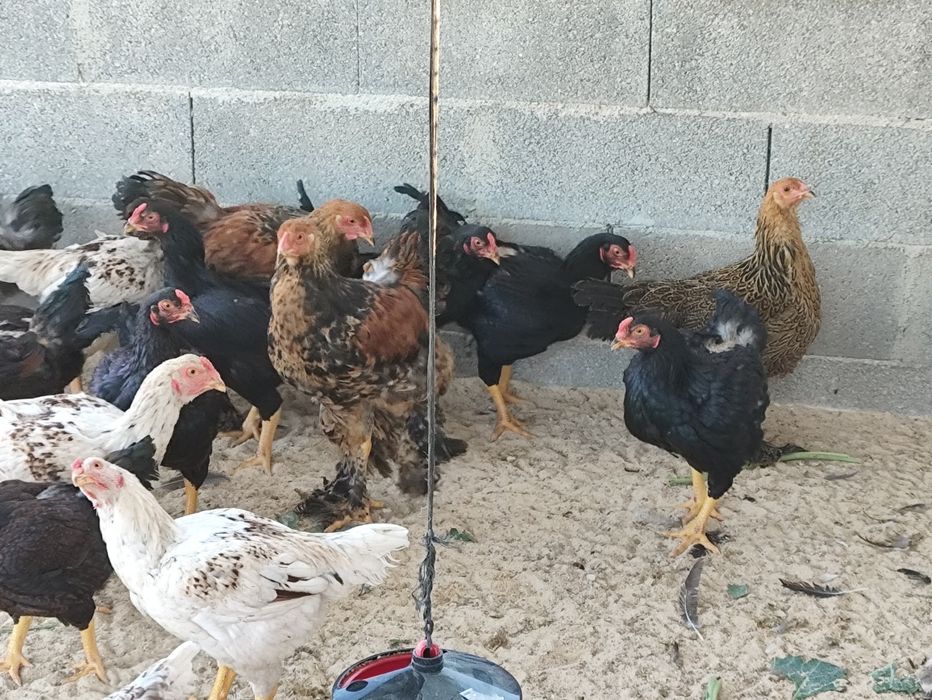 Frangos de várias raças