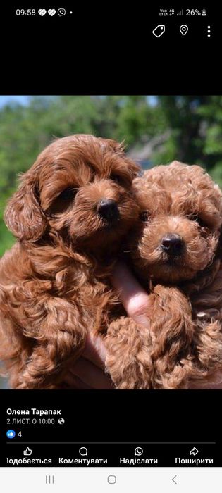 Мальтіпу ред браун гарнесенькі красунчики