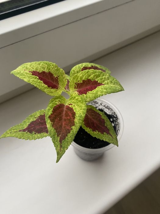 Колеус рослина