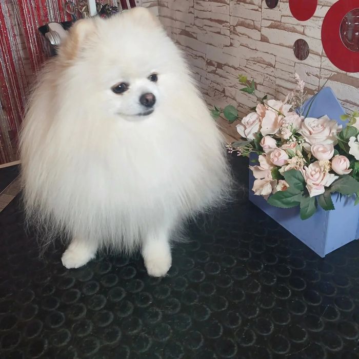 Грумінг собак та котів. Харків