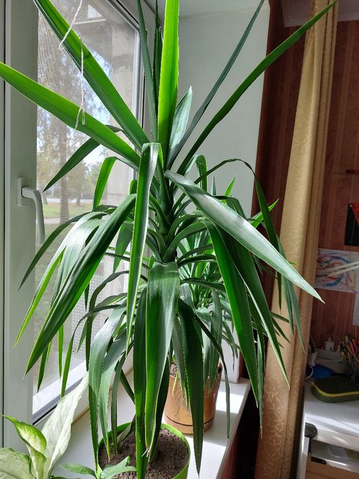 Юка кімнатна велика