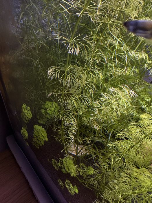 Planta aquario
