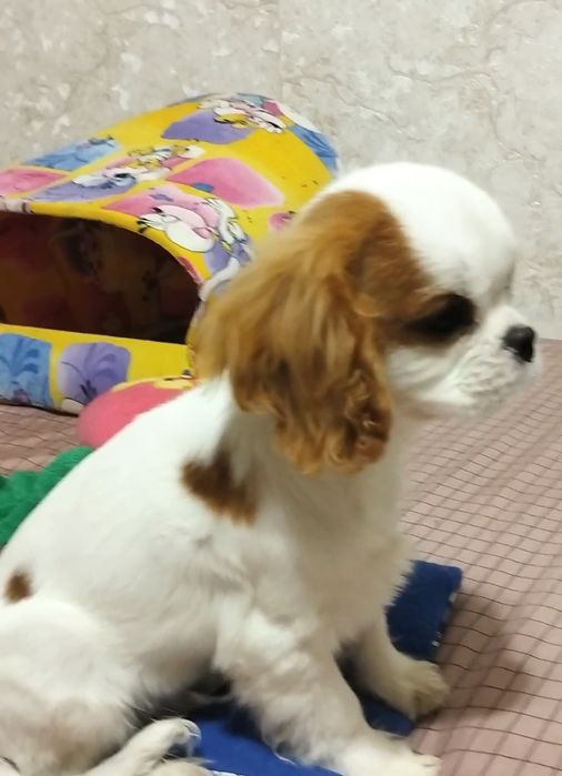 Кукольный мальчик, кавалер кинг чарльз спаниель