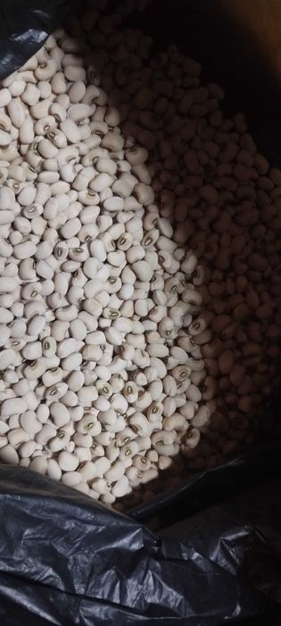 Feijão frade ao litro