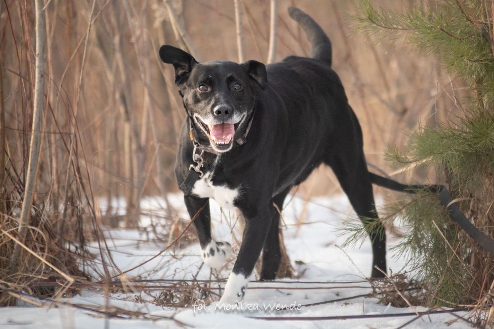 Odi – pies pełen radości, energii szuka kochającego domu