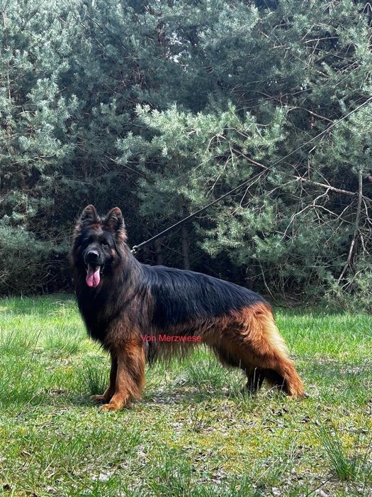 Piękny Mocny Szczeniak Owczarek Niemiecki Długowłosy (piesek]