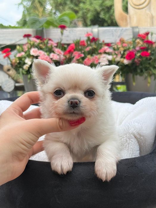 DEXTER chihuahua chłopczyk długowłosy, prawdziwy rodowód FCI