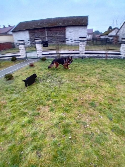 Owczarek Niemiecki długowłosy czarno podpalany suczka