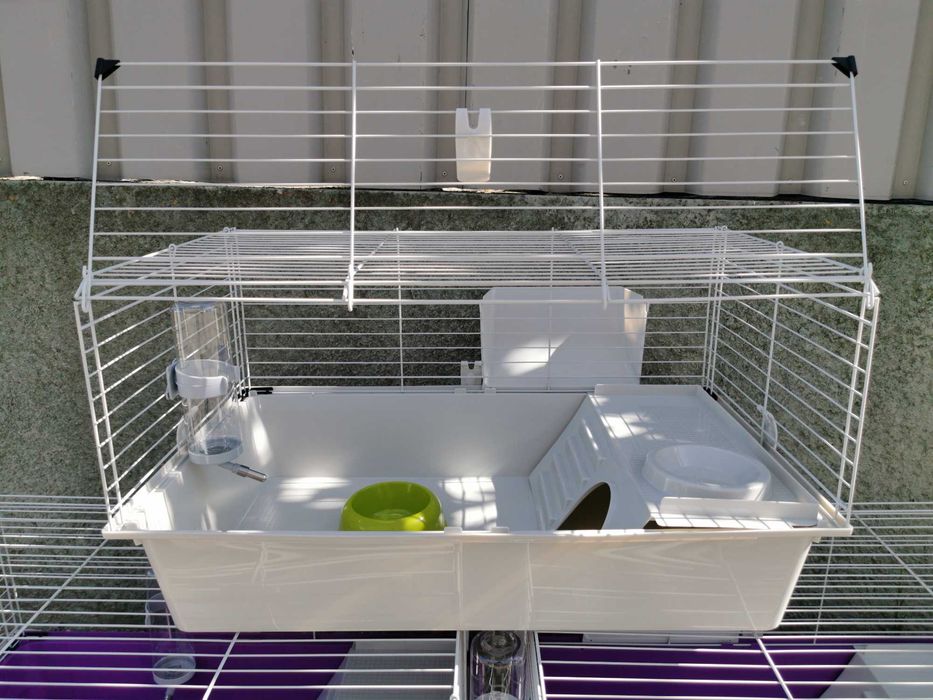 KIT Coelhos anões orelhudos(mini loop) super dóceis e inteligentes