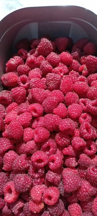 Nadwyżka Sadzonki malin letnich i jesiennych