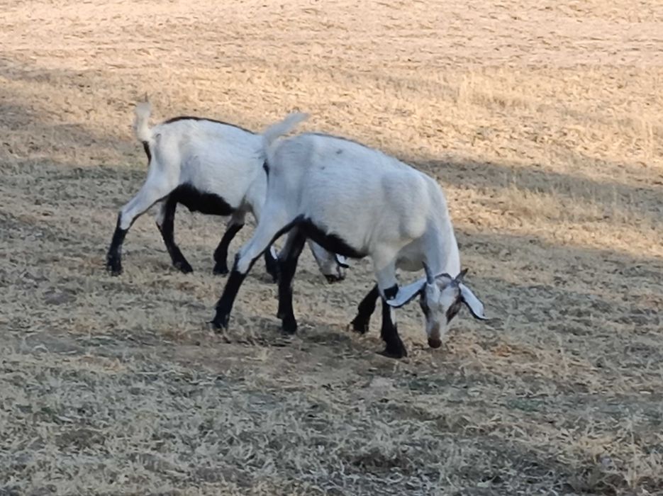 Cabras serpentinas (puras)