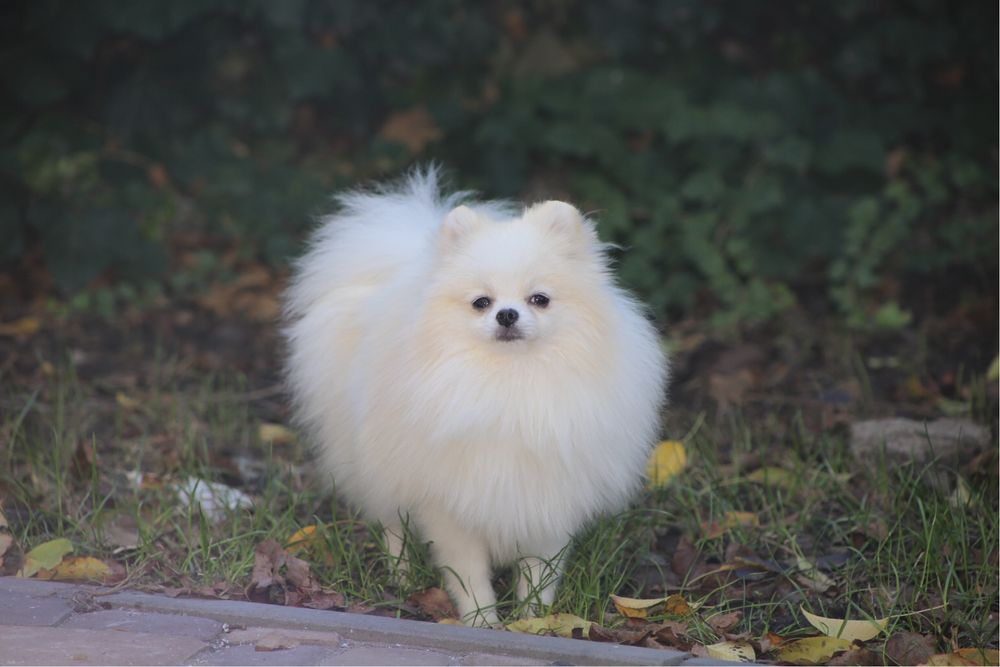 Хлопчик померанец міні