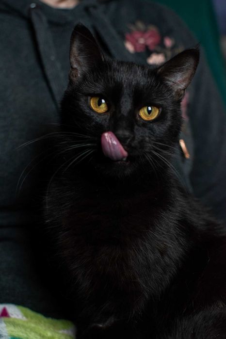Czarny, puszysty, bardzo proludzki kocurek do adopcji za darmo