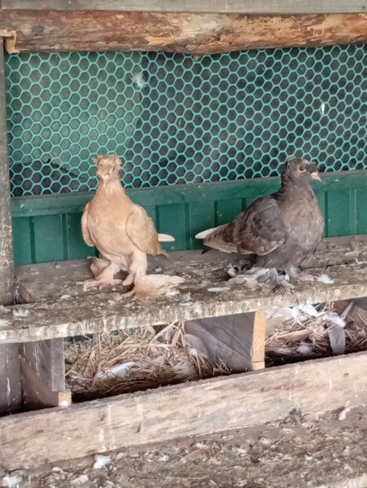 Продам голубів Туркоти