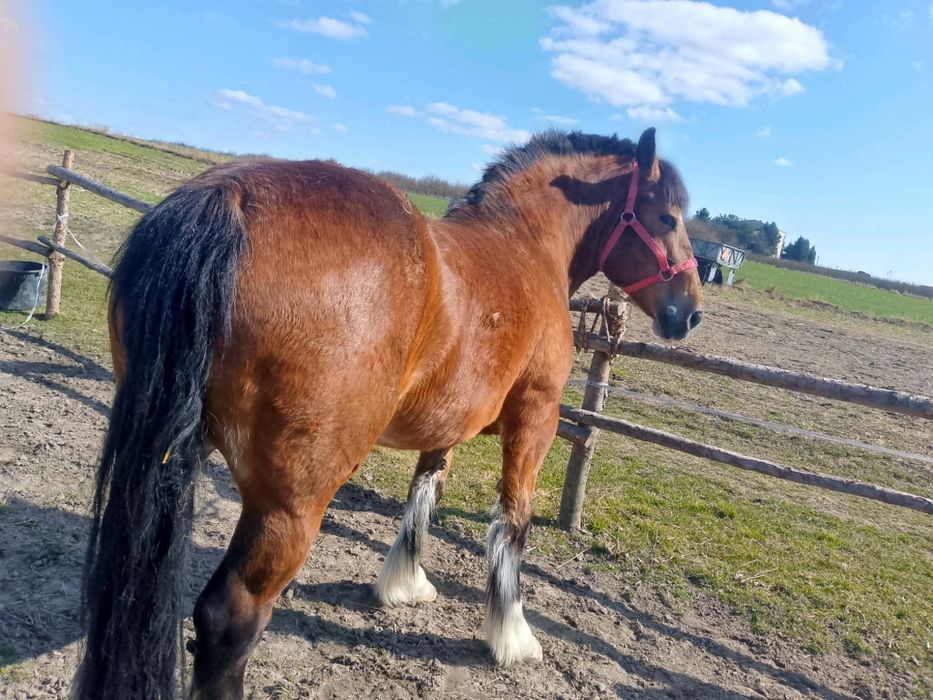 Sprzedam klacz 10lat