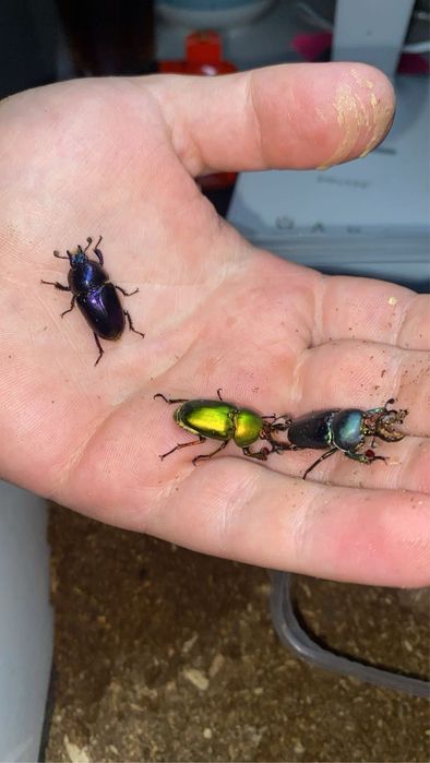 NOWOŚCI Larwy chrząszczy