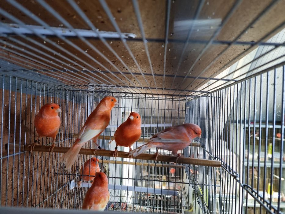 Canários Vermelho