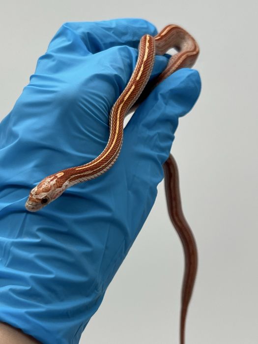 Wąż zbożowy węże zbożowe wyprawka transport