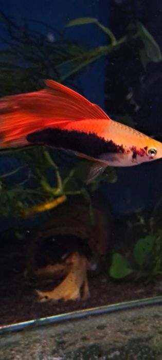 Mieczyki delta tuxedo 30 szt nietypowe