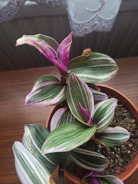 Trzykrotki różne odmiany rosnące i ciete